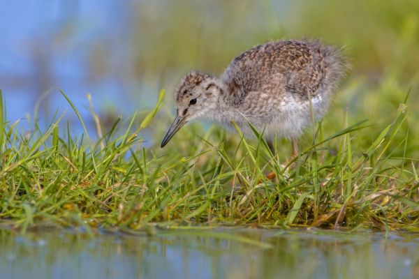 Ochrona ptaków wodno-błotnych w Dolinie Górnej Narwi - CKPŚ