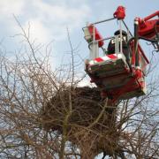 Interwencja bociania - Gorodzisko