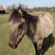 Teliko