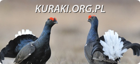 http://www.kuraki.org.pl/