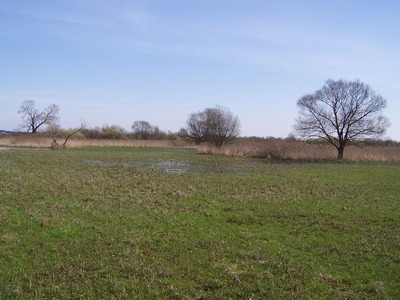 łaki zalewowe