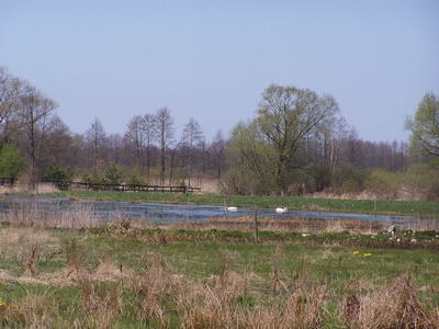 rozlewisko w okolicach Rogówka