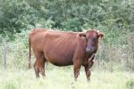 Cow of the traditional Polish red breed, photo Archive PTOP