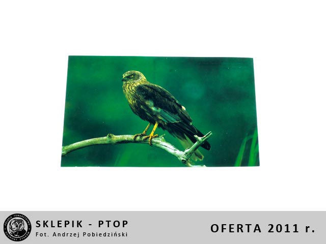 sklepik_ptop_16