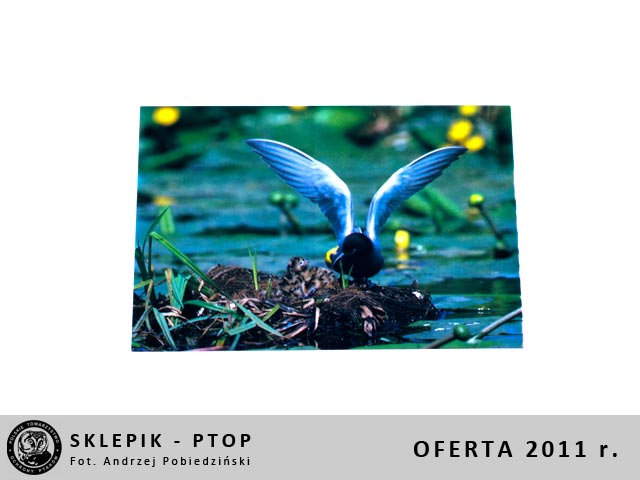 sklepik_ptop_17
