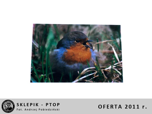 sklepik_ptop_18