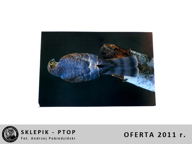 sklepik_ptop_21
