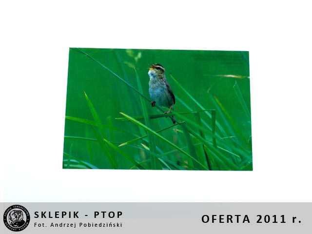 sklepik_ptop_23
