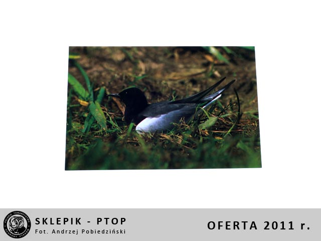 sklepik_ptop_24