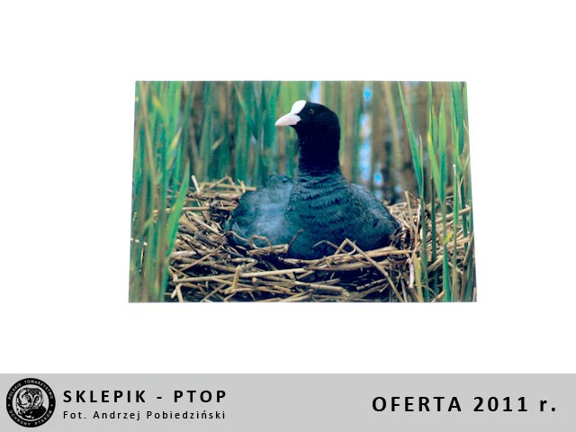 sklepik_ptop_25