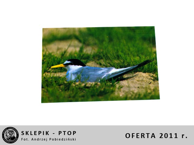 sklepik_ptop_26