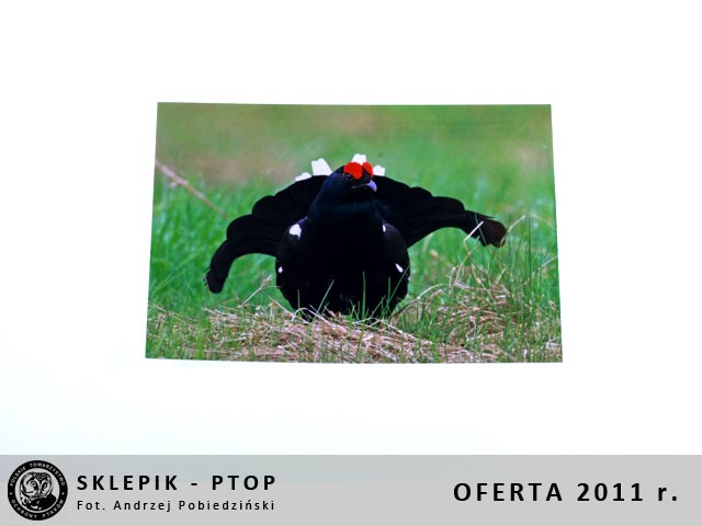 sklepik_ptop_33