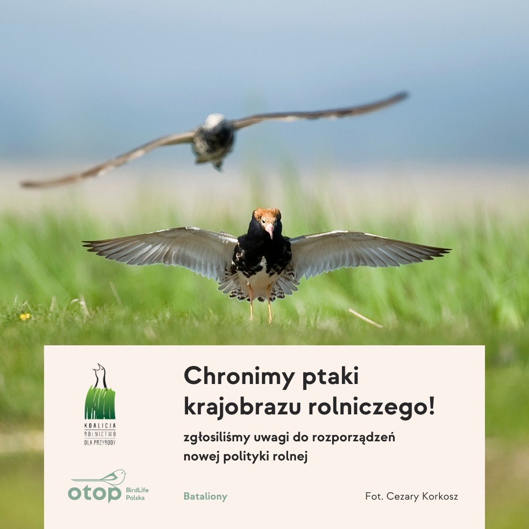 Walczymy o ptaki krajobrazu rolniczego! 
