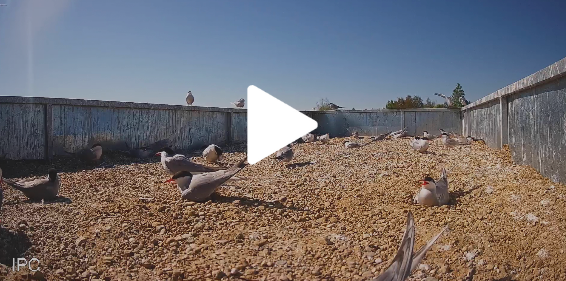 Pierzasta Republika czyta Krystyna Czubówna