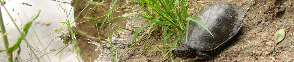 Ochrona żółwia błotnego - projekty