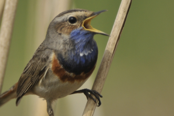 Renaturalizacja strefy buforowej NPN