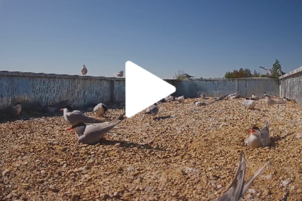 Ptaki dla każdego, czyli birdwatching na Warmii i Mazurach