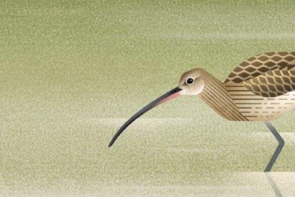 Folder Kulik wielki zagrożony