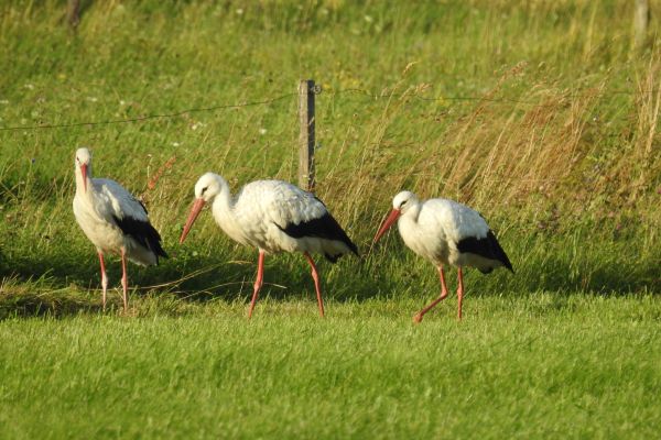 White Stork in the River Valleys of Eastern Poland LIFE
