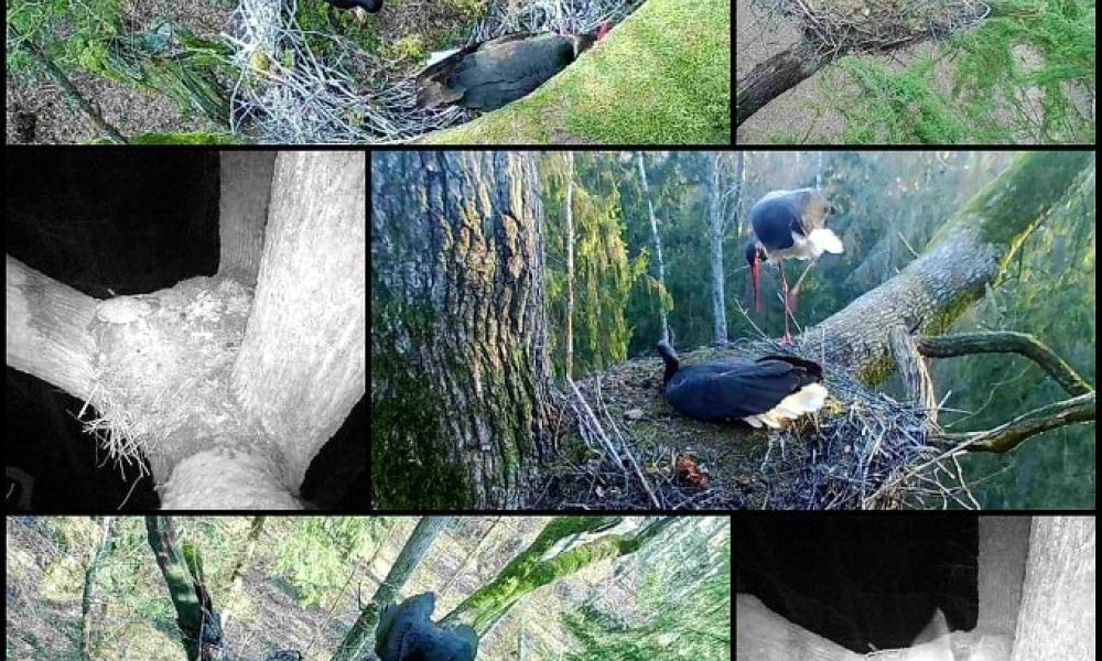 Fotopułapki przy gniazdach w Puszczy Białowieskiej