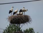 Nest with 6 young storks. Izbiszcza, Bagienna Dolina Narwi.