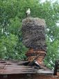 A very big nest, placed at a roof of an old building, Mordy town, Liwiec valley.