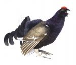 Kogut cietrzewia rys. M. Kołodziejczyk