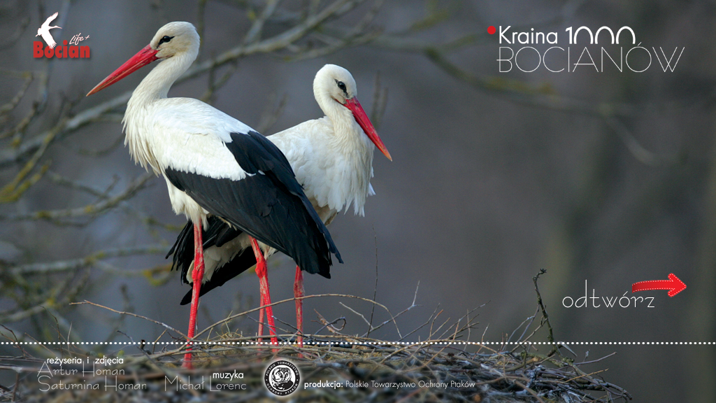 plansza_1000_bociany