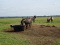 Wypas konika polskiego na łąkach PTOP. Fot. M. Potocka