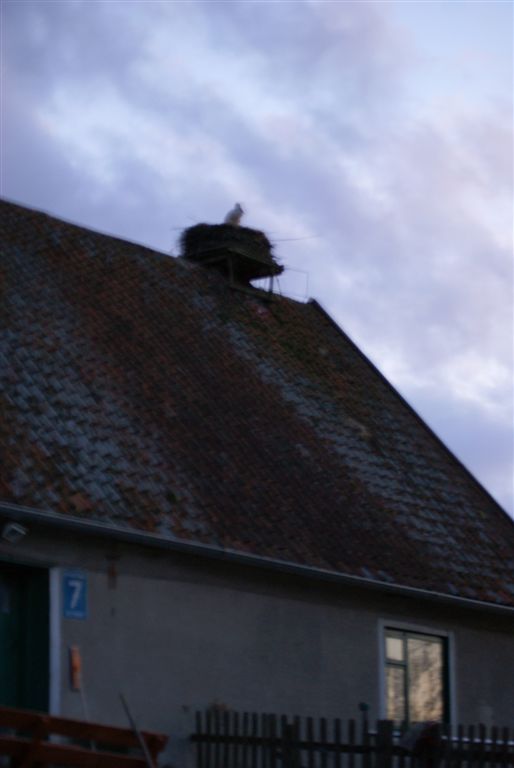 Pierwszy bocian w naszym gospodarstwie w Żywkowie!