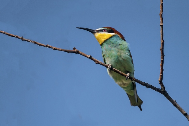 Żołna fot. J.Kosior