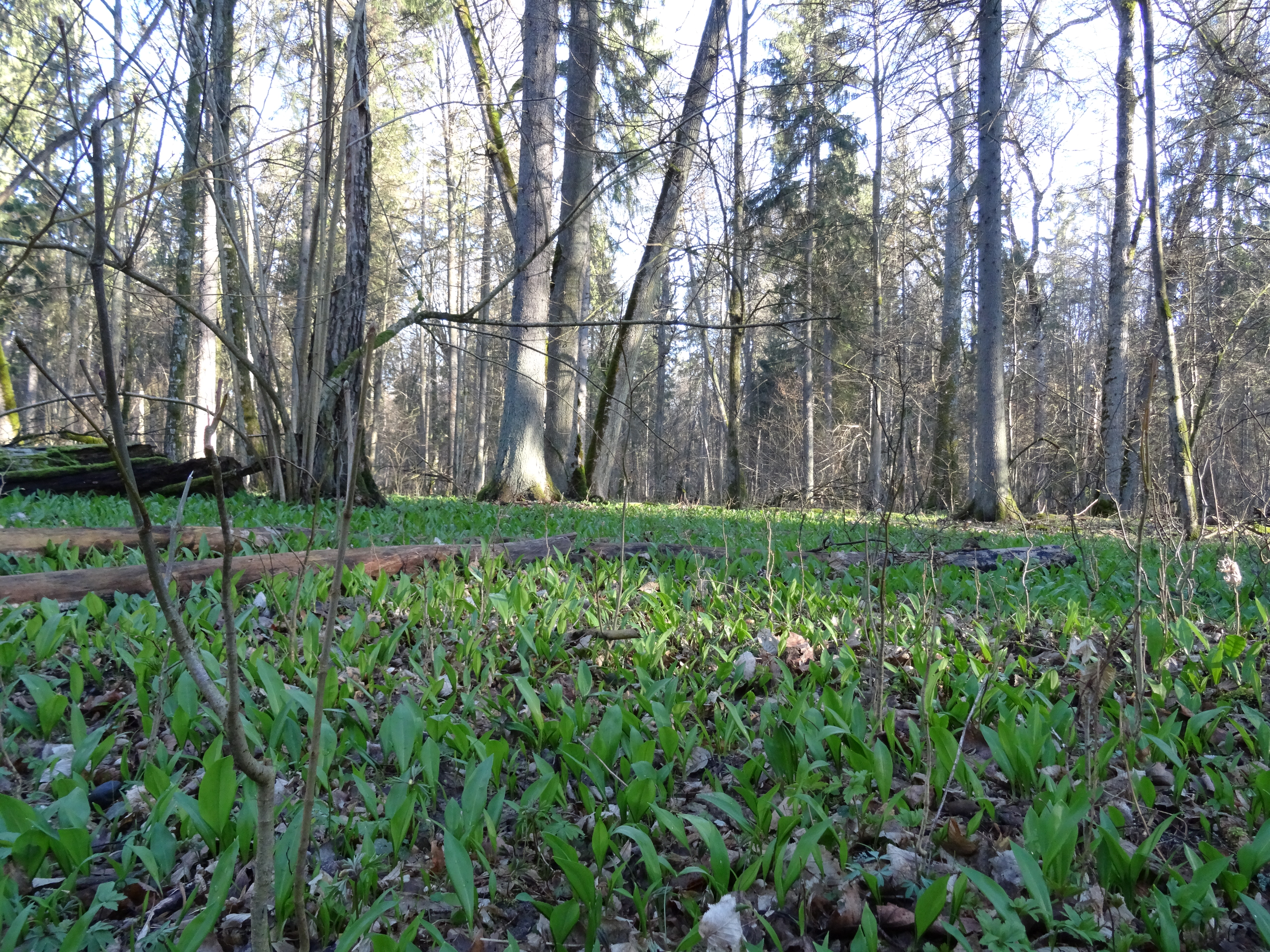 W Puszczy zazielenił się w runie czosnek niedźwiedzi