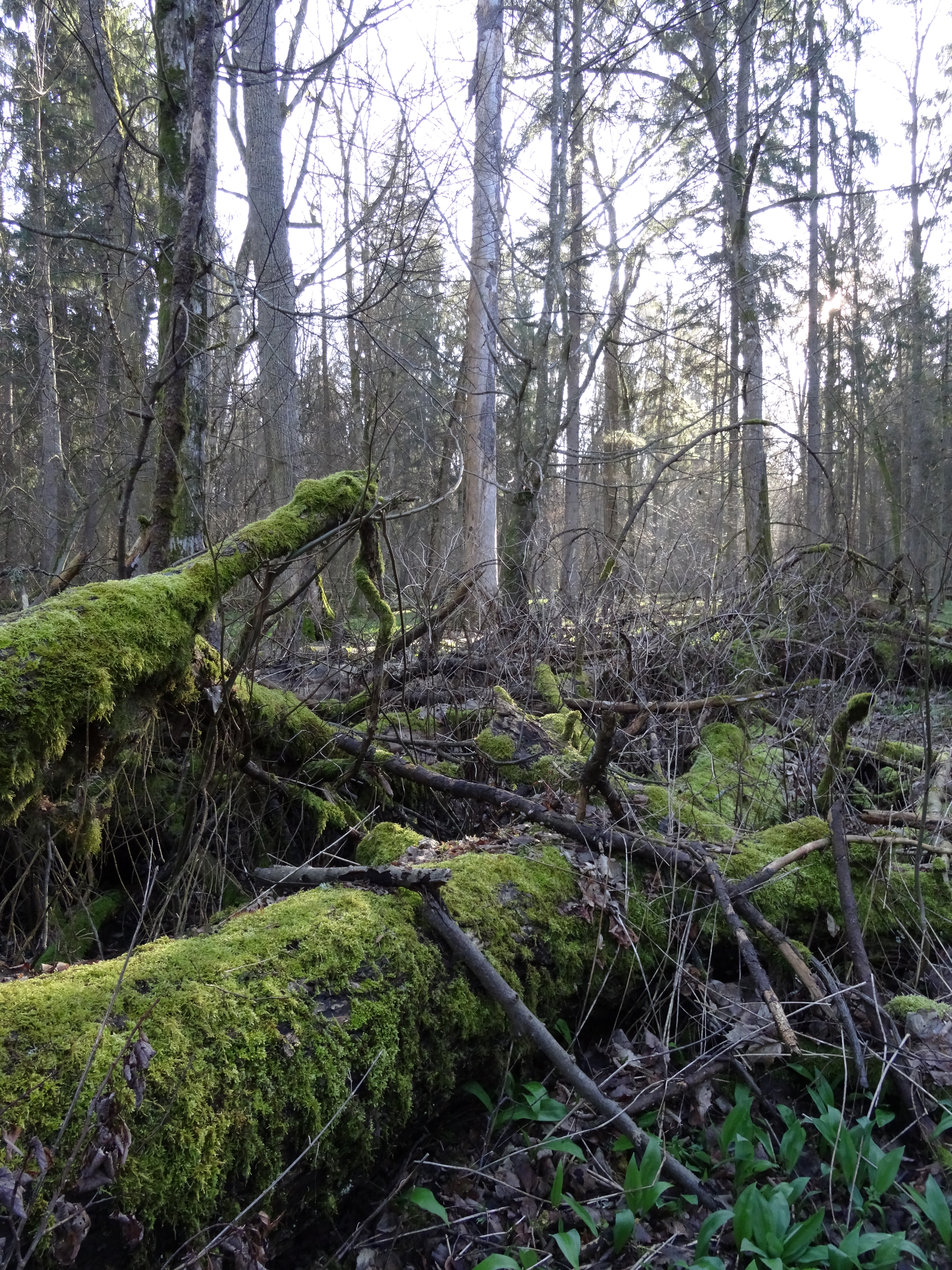 Martwe drzewa to ważny element ekosystemu dzikiego lasu