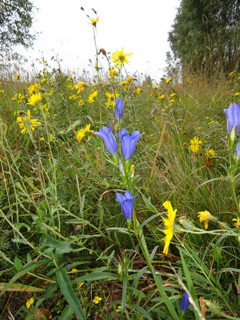 Chronione gatunki na naszych łąkach, fot. Archiwum PTOP