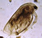 Gatunek rozwielitki Simocephalus vetulus fot Maciej Karpowicz