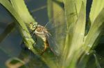 Żagnica ruda Aeshna isoceles, fot. Joao Matos da Costa