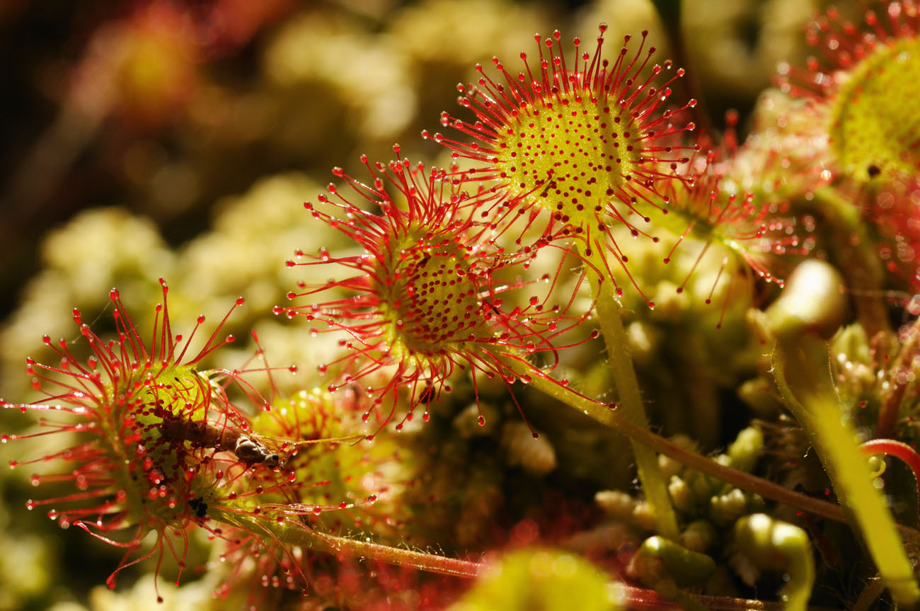 Rosiczka okrągłolistna fot.J.Łaźniewski