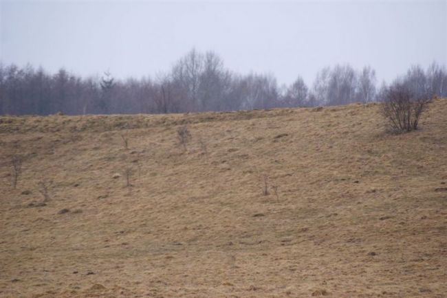 Bocian leci, sprzątnij śmieci! 