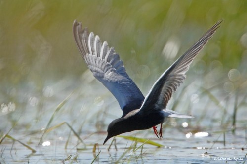 dorota_kycia_rybitwa_biaoskrzyda