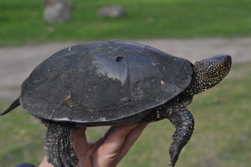 Udało się schwytać żółwia.