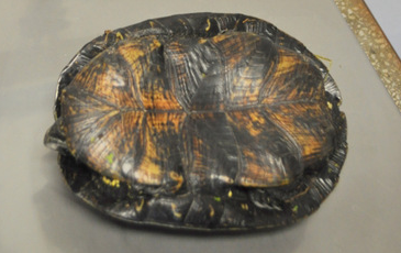 Ten samiec waży niewiele, samice potrafią być dwa razy większe.