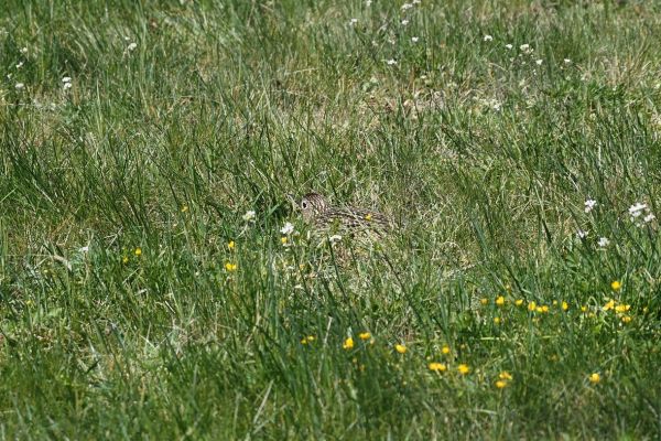 Field work for Curlews
