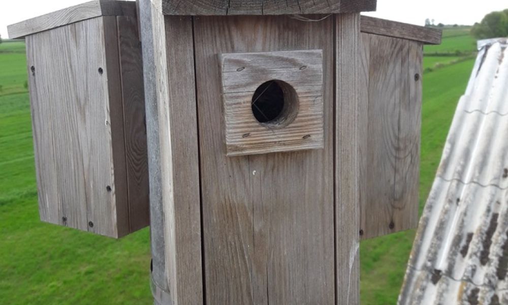 Wywieszacie budki dla ptaków?