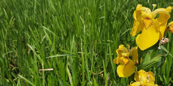 Górniańskie Łąki