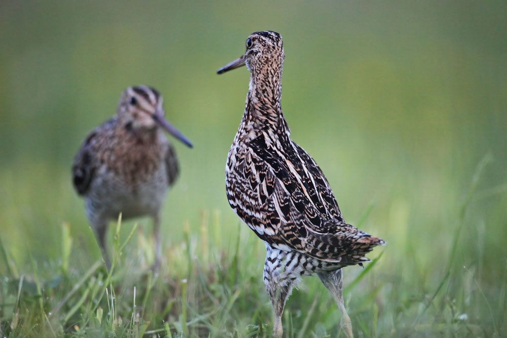 Dubelt (Gallinago media)