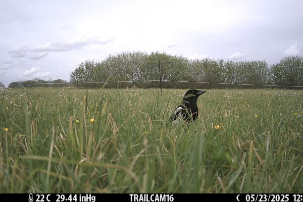 Caught in a camera trap