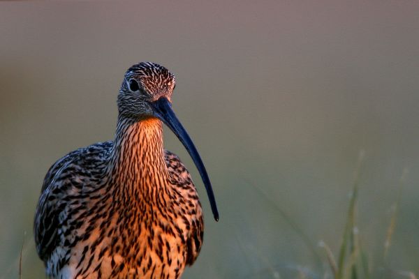 Get involved in Curlew protection!