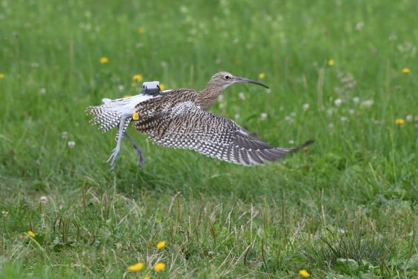 READING CURLEW FLAG NUMBERS