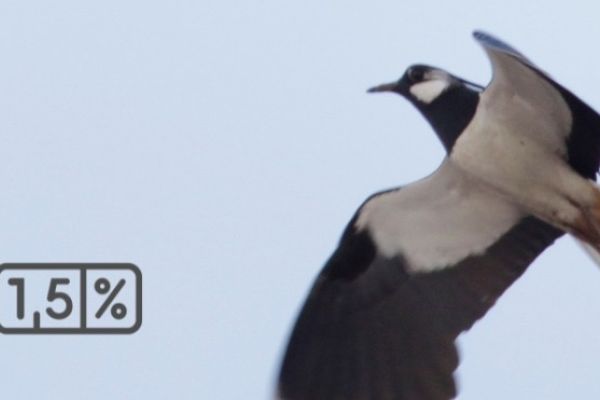 Możesz pomóc przyrodzie, przekazując 1,5% na działania PTOP (KRS 0000082995).