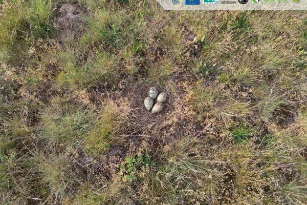 "Kulik pod lupą"  - dziś o gniazdach!